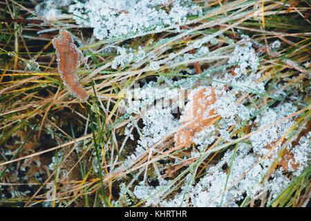 Trockene Blätter, die vom Baum auf das Gras, das begann gelb werden. All dies ist mit Rauhreif von einem scharfen Kühlung im späten Herbst abgedeckt. Stockfoto