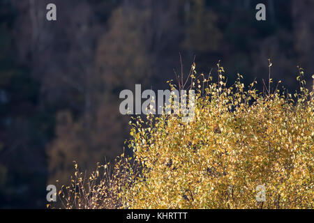 Birken und Kiefern als Hintergrund, die Farben des Herbstes im Cairngorms Nationalpark, Schottland. Stockfoto