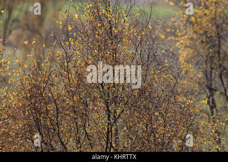 Birken und Kiefern als Hintergrund, die Farben des Herbstes im Cairngorms Nationalpark, Schottland. Stockfoto