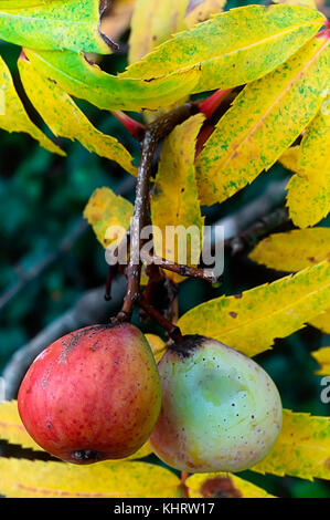 Service Baum (Sorbus domestica), reife Früchte und Blätter im Herbst, sorb Stockfoto