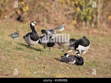 Nonnengänse, (Branta leucopsis), Welshpool, Mid Wales Stockfoto