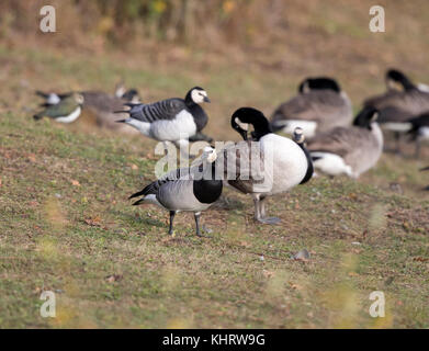 Nonnengänse, (Branta leucopsis), Welshpool, Mid Wales Stockfoto