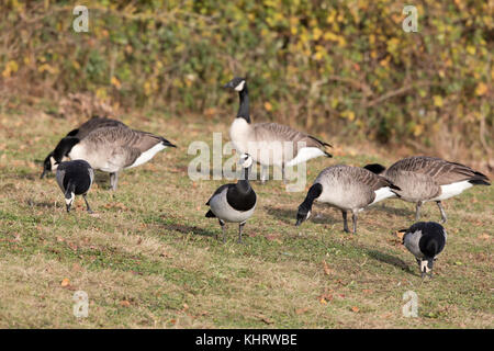 Nonnengänse, (Branta leucopsis), Welshpool, Mid Wales Stockfoto