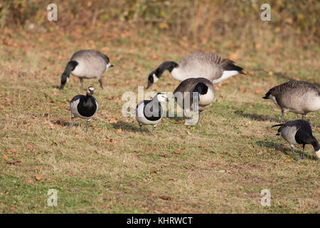 Nonnengänse, (Branta leucopsis), Welshpool, Mid Wales Stockfoto