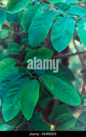 Blätter Soursop Baum (Annona muricata). Pflanze Kaffee trinken zu machen, ist es, um Krebs zu heilen Stockfoto