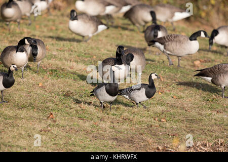 Nonnengänse, (Branta leucopsis), Welshpool, Mid Wales Stockfoto