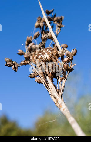 European Garden Spider, als Kreuzfahrer Spinne genannt, ist eine Spinne in der araneidae Familie. auf der ganzen Welt verbreitet. Stockfoto