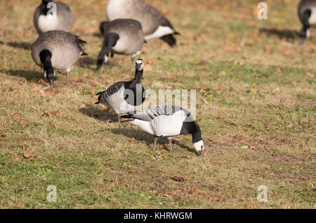 Nonnengänse, (Branta leucopsis), Welshpool, Mid Wales Stockfoto