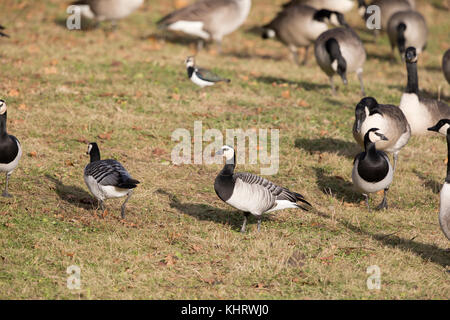 Nonnengänse, (Branta leucopsis), Welshpool, Mid Wales Stockfoto