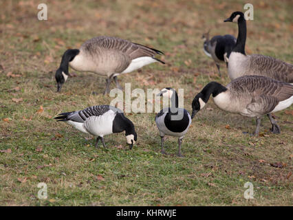 Nonnengänse, (Branta leucopsis), Welshpool, Mid Wales Stockfoto