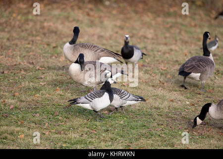 Nonnengänse, (Branta leucopsis), Welshpool, Mid Wales Stockfoto