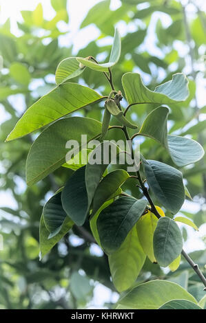 Blätter Soursop Baum (Annona muricata). Pflanze Kaffee trinken zu machen, ist es, um Krebs zu heilen Stockfoto