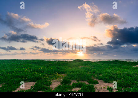 Am frühen Morgen grünes Gras und gelbe Blumen auf einer Sanddüne Stockfoto