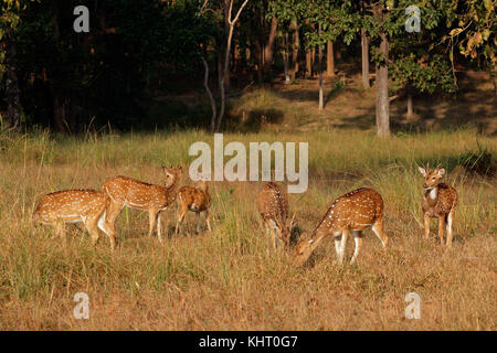 Gruppe von Spotted Deer (Achse) im natürlichen Lebensraum, Kanha National Park, Indien Stockfoto
