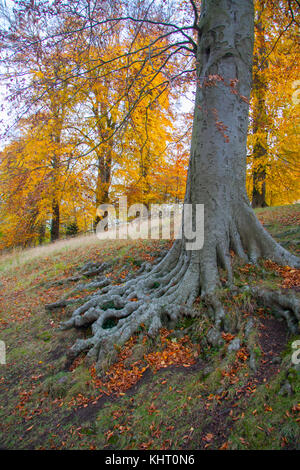 Herbst Buche (Fagus sylvatica) Trunk und freiliegenden Wurzeln Stockfoto