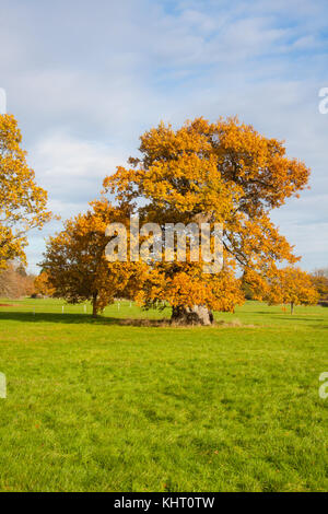 Quercus robur, allgemein bekannt als gemeinsame Eiche, Pedunculate oak, europäische Eiche oder englischer Eiche Stockfoto