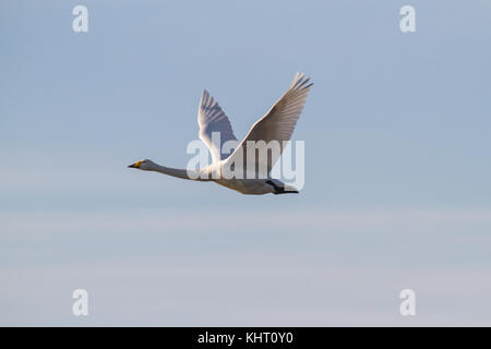 Ein erwachsener Singschwan (Cygnus Cygnus) fliegen in welney für den Winter. Stockfoto