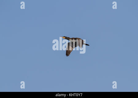 Ein Kormoran (Phalacrocorax carbo), wie der große schwarze Kormoran im Flug mit einem klaren blauen Himmel im Hintergrund bekannt Stockfoto