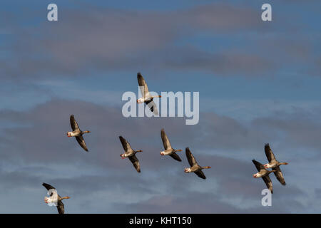 Eine Herde von graugänse (Anser anser) im Flug Stockfoto