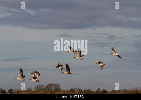 Eine Herde von graugänse (Anser anser) im Flug Stockfoto