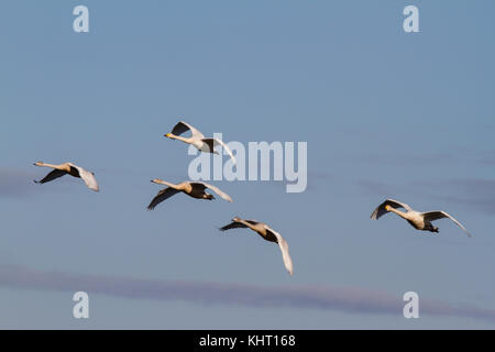 Eine Familie Partei gehören Singschwan (Cygnus Cygnus) Anreise für den Winter bei welney uk. Stockfoto