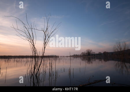 Skelettmuskulatur Baum auf einem See bei Sonnenuntergang, mit schönen Wasser Reflexionen und warme Töne in den Himmel Stockfoto