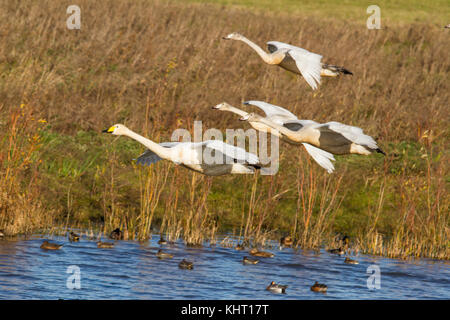 Eine Familie Partei gehören Singschwan (Cygnus Cygnus) Anreise für den Winter bei welney uk. Stockfoto