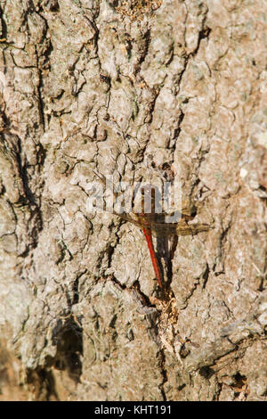 Reifen erwachsenen männlichen Common darter Dragonfly (Sympetrum striolatum) ruht auf der Rinde von einem Baumstamm. Stockfoto