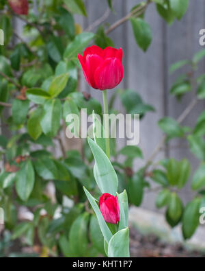 Atemberaubende rote Tulpen platzen, in der Blüte im Frühjahr gegen eine Grüne buschige Hintergrund in Canberra. Stockfoto
