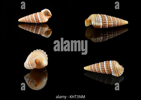 Girdled horn Schnecke (Cerithidea (Cerithideopsilla) Cingulata) Auf schwarzem Hintergrund, Dubai, Vereinigte Arabische Emirate. L2,4xW 1 x 0,75 cm Stockfoto