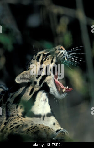 Getrübter Leopard, Bedrohte Arten Stockfoto