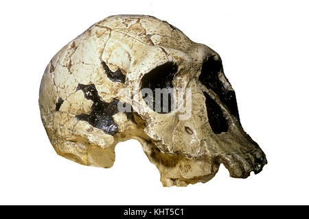 Homo habilis Schädel Stockfoto