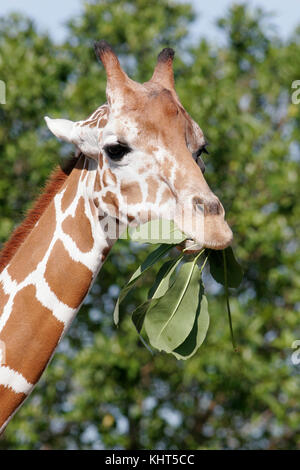 Netzartige Giraffe, Giraffe Giraffa reticulata Stockfoto