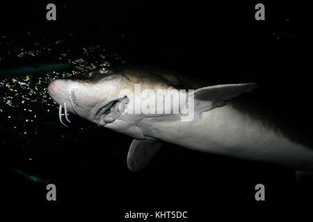 Lake Sturgeon, Acipenser fulvescens Stockfoto