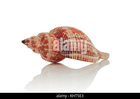 Sea Shell auf weißem Hintergrund. Stockfoto