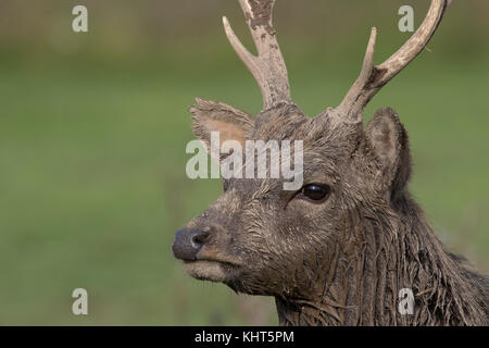 Sitka Rotwild, Odocoileus hemionus sitkensis, Captive, Nahaufnahme, Porträt von männlichen, weiblichen, Hirsch, unter langen Gras und Teich. Stockfoto