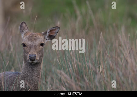 Sitka Rotwild, Odocoileus hemionus sitkensis, Captive, Nahaufnahme, Porträt von männlichen, weiblichen, Hirsch, unter langen Gras und Teich. Stockfoto
