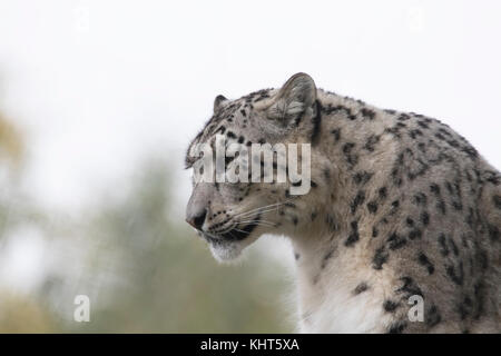 Snow Leopard Panthera uncia, Captive, Porträts mit Mimik auf einem Stein saß und unter den Blättern. Stockfoto