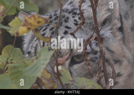 Snow Leopard Panthera uncia, Captive, Porträts mit Mimik auf einem Stein saß und unter den Blättern. Stockfoto