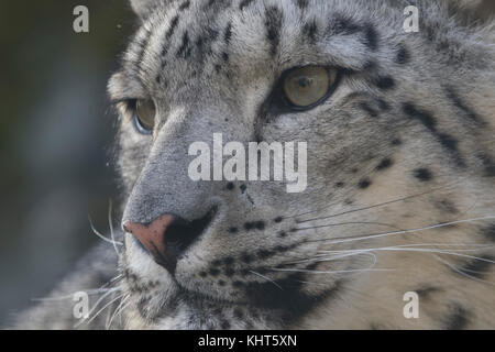 Snow Leopard Panthera uncia, Captive, Porträts mit Mimik auf einem Stein saß und unter den Blättern. Stockfoto