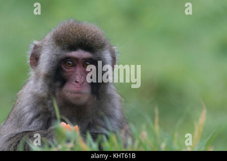 Schnee Affen, japanischen Makaken, Macaca fuscata, Captive, jung, alt, aus der Nähe Porträts allein und in der Familie Gruppe mit verschwommenen Hintergrund Stockfoto