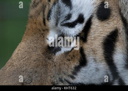 Amur tiger Panthera tigris altaica, Captive, Nahaufnahme, Porträt des Gesicht Mustern plus neben Bäumen. Stockfoto