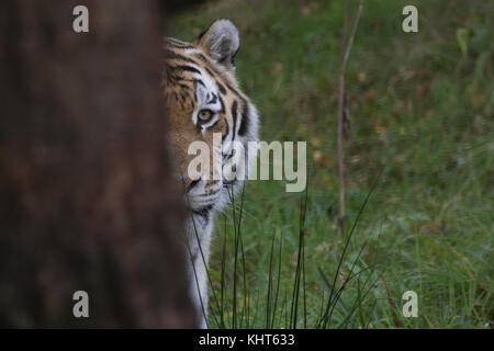 Amur tiger Panthera tigris altaica, Captive, Nahaufnahme, Porträt des Gesicht Mustern plus neben Bäumen. Stockfoto