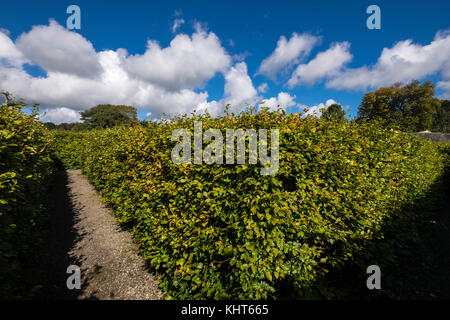 Bei Russborough House, Blessington, County Wicklow, Irland Labyrinth Stockfoto