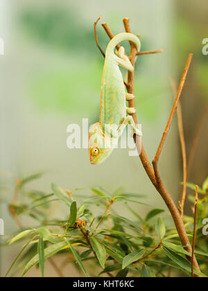 Junge Jemen Chamäleon auf dem Zweig auf der Suche nach Käfer - chameleo Calyptratus Stockfoto