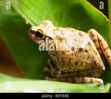 Weiß lippig Laubfrosch auf dem Green leaf - rhacophorus Leucomystax Stockfoto