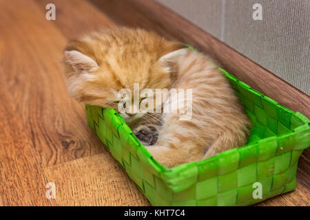 Sleepy britischen Kätzchen im Korb auf dem Boden Stockfoto