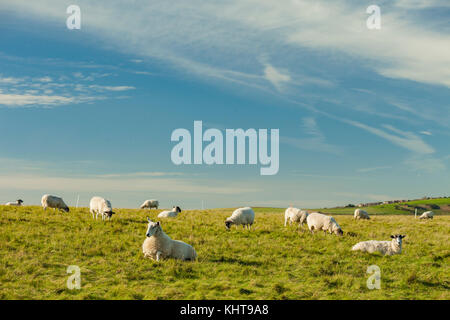 Schafe weiden in South Downs National Park, East Sussex, England. Stockfoto