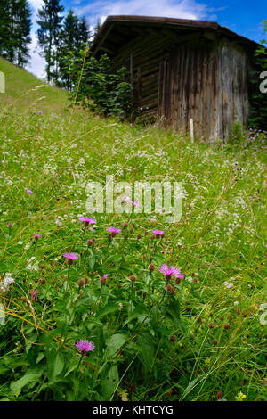 Almwiese mit lila Blüten von Knapweed mit einer Holzhütte in vertikalem Format Stockfoto