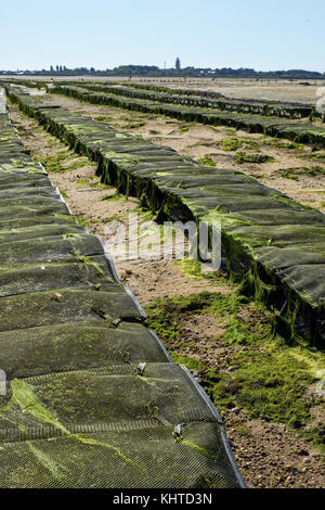 Austernbetten bei Ebbe in Le Croisic auf der Halbinsel Guerande in der Loire-Atlantischen Region der Bretagne. Stockfoto